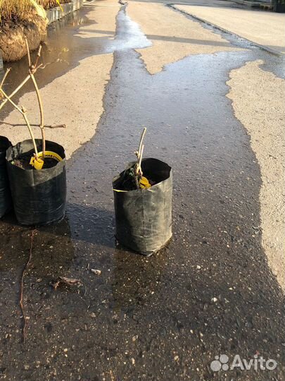 Девичий виноград