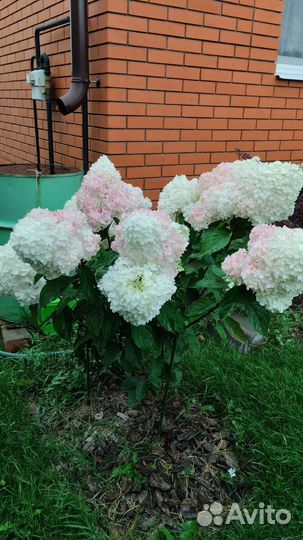 Гортензии метельчатые