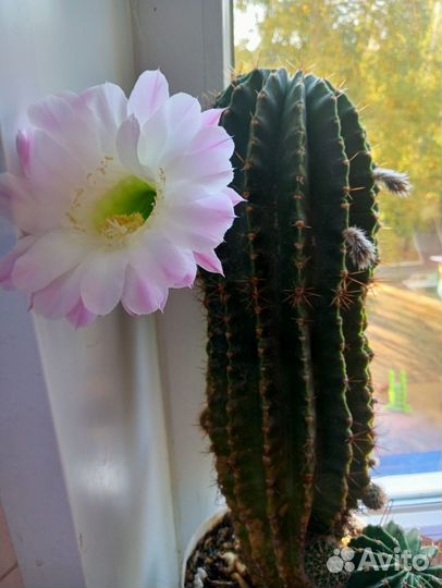Детка кактуса эхинопсис