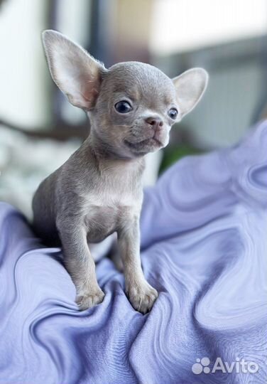 Чихуахуа лиловый мальчик
