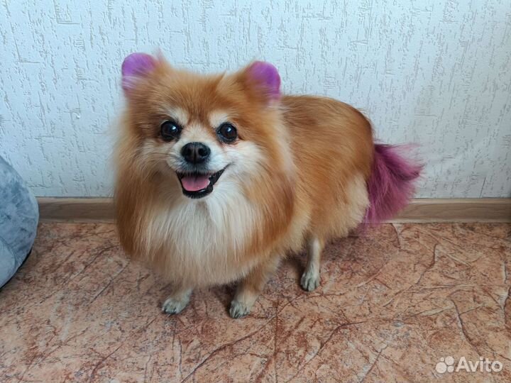 Передержка собак и кошек