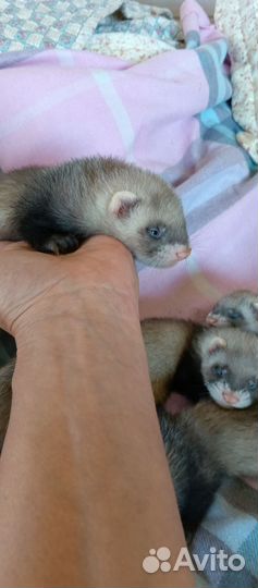 Щенки хорька, домашний, ручной хорюшка