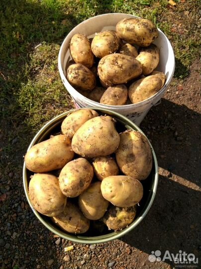 Картошка деревенская