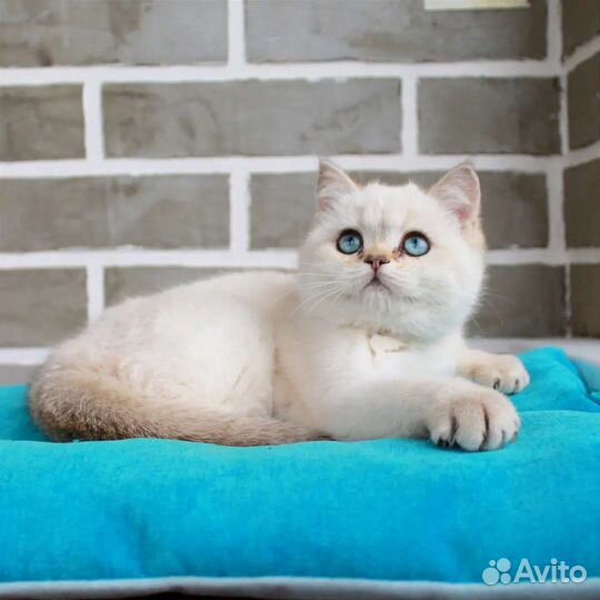 Британские котята