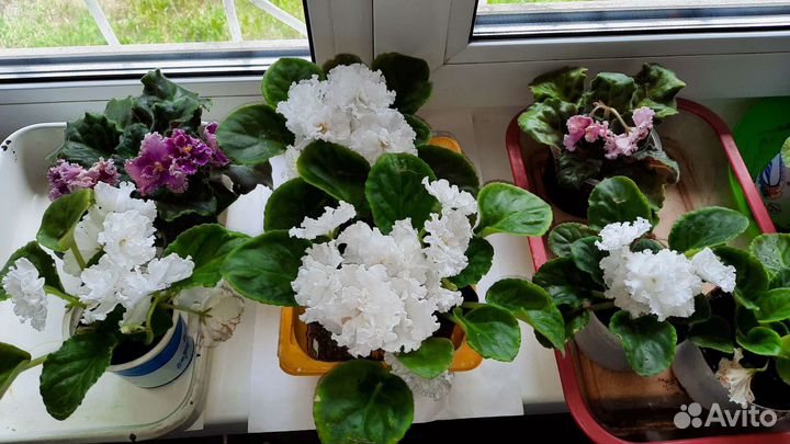 Фиалки разные