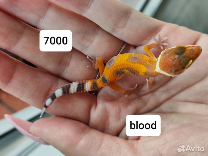 Эублефар малыши