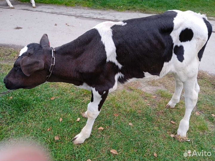 Продам телёнка