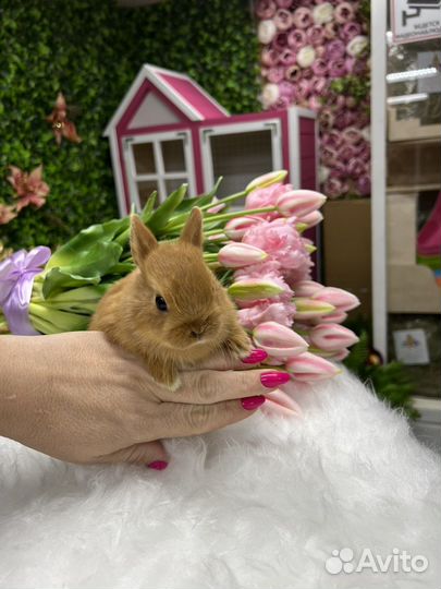 Кролики Царские(карликовые) ручные