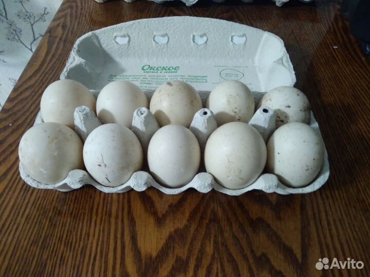 Яйца инкубационные гусей Линда и индоуток