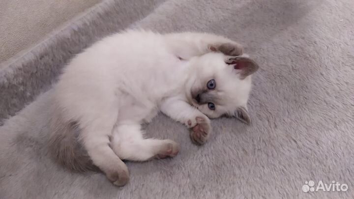 Шотландские котята