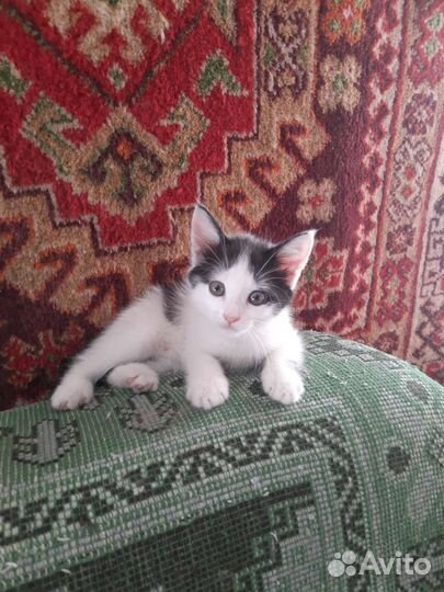 Кошка в дар бесплатно