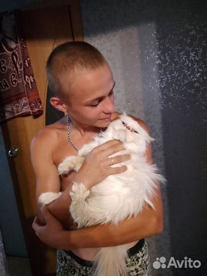 Гималайский экзот