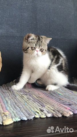 Экзотические котята персидская плюша объявление продам