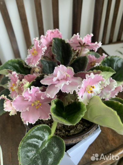 Фиалка цветущая