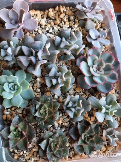 Суккуленты