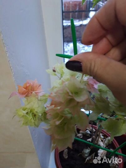 Бугенвиллия