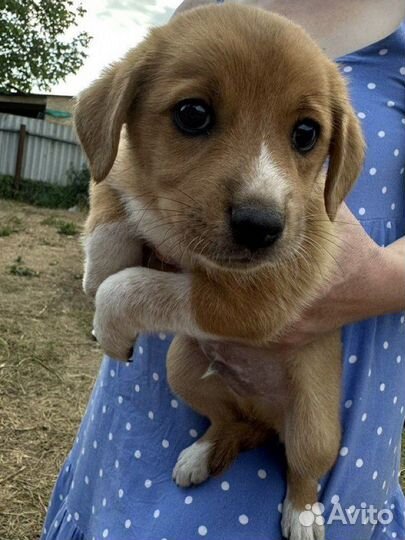 Щеночки в добрые руки