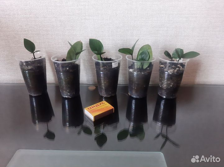 Замиокулькас