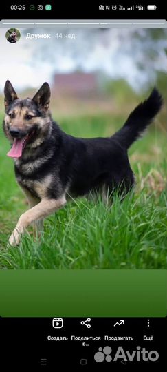 Собака в добрые руки