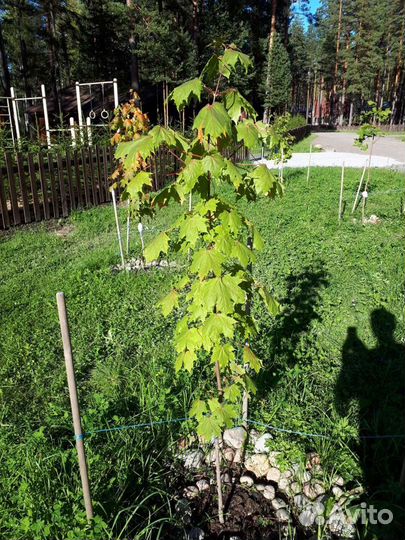 Клен остролистный саженцы 1,5-2,0м