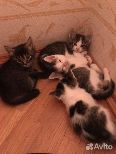 Отдам в добрые руки