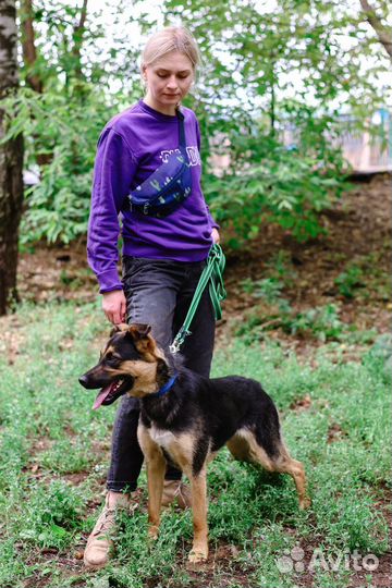 Собаки бесплатно