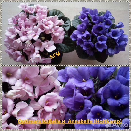 Фиалки мини и полумини