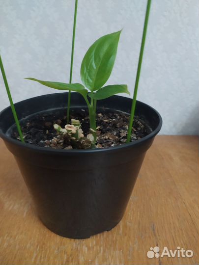 Диффенбахия