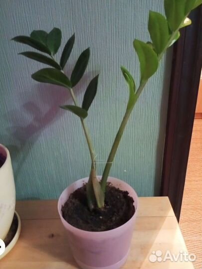 Замиокулькас