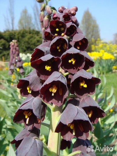 Рябчик Императорский -рябчик Персидский (луковицы)