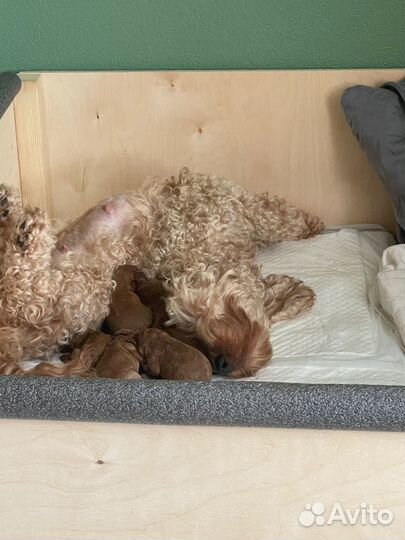 Родильный ящик для собак