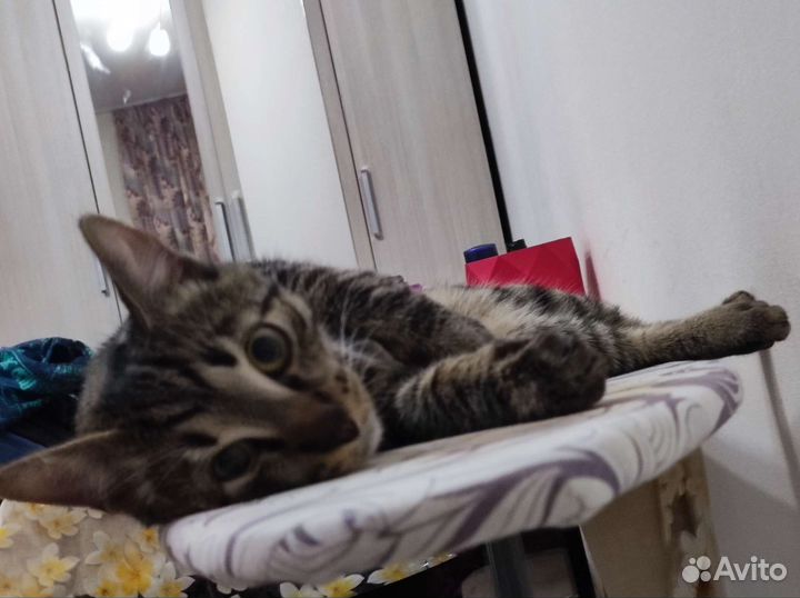 Кот ищет Кошку для вязки Мурино