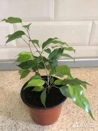 Фикус бенджамина