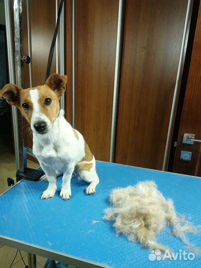 Стрижка собак и кошек