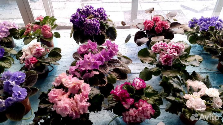 Сортовые детки фиалок, отправляю почтой