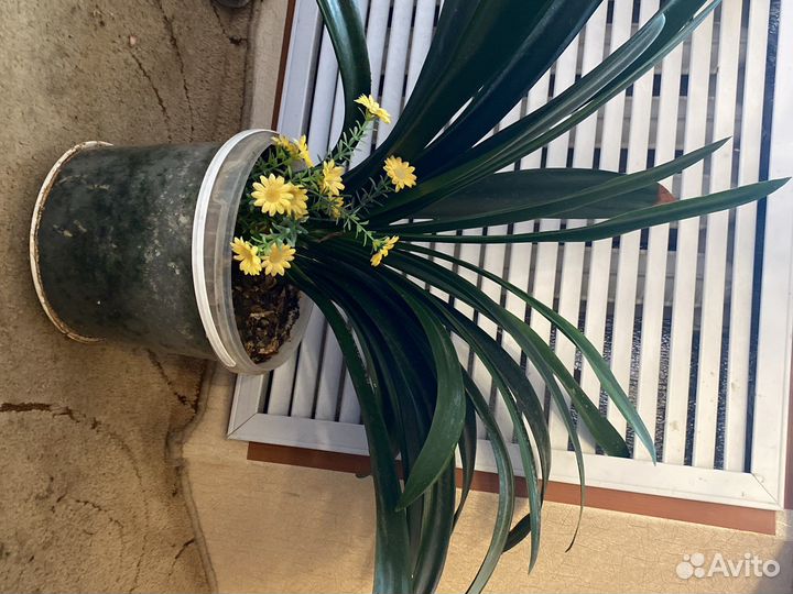 Столетник, рэо, декабрист