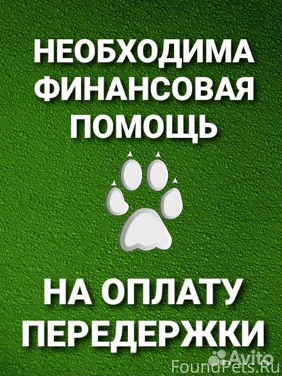 Собака в добрые руки