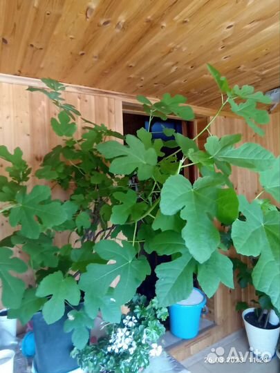 Саженцы инжира домашнего