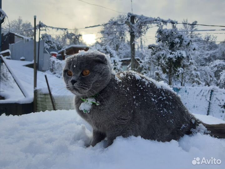 Кошка на вязку