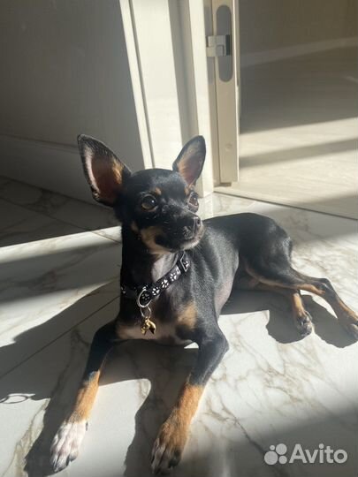 Вязка той-терьер