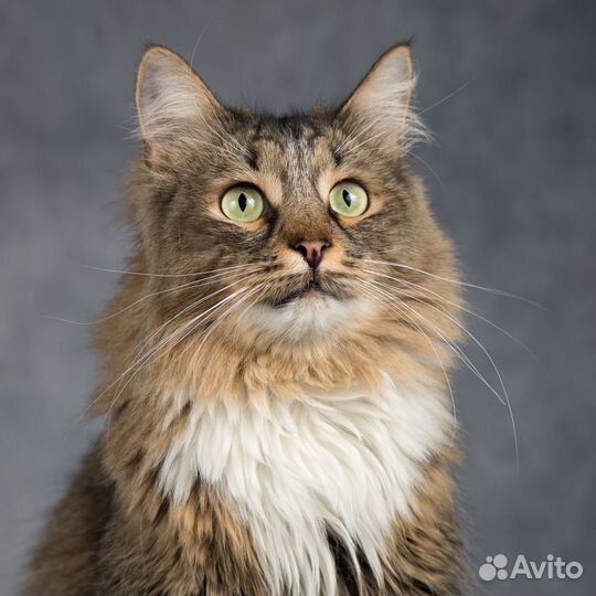 Кот Капитан Джек Воробей - ласковый сибиряк