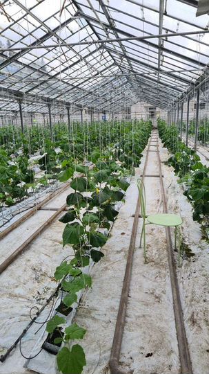 Участок 21 га (СНТ, ДНП)