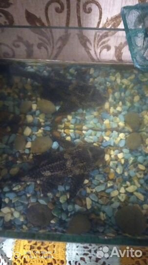 Аквариум с рыбкой