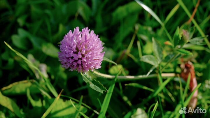 Гидролаты в ассортименте