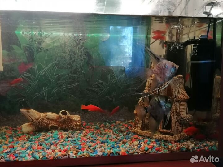 Аквариум с рыбками