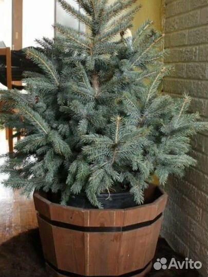 Ель голубая в горшке