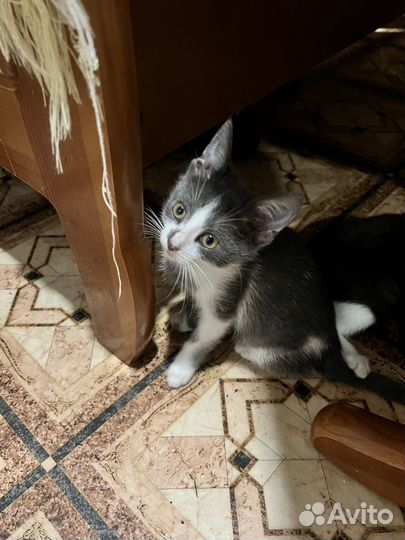 Кошка в дар