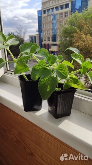 Плектрантус (домашняя мята)