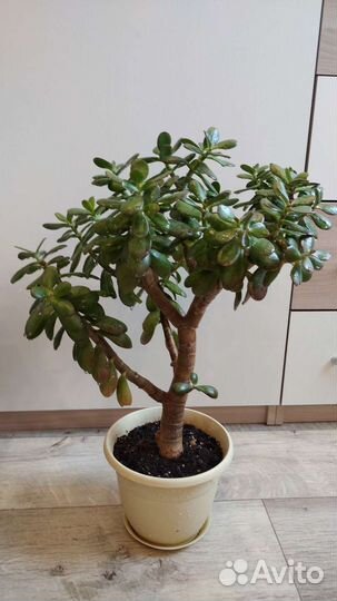 Толстянка, денежное дерево, алоэ