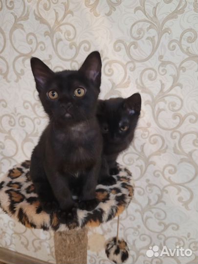 Котята европейской бурмы